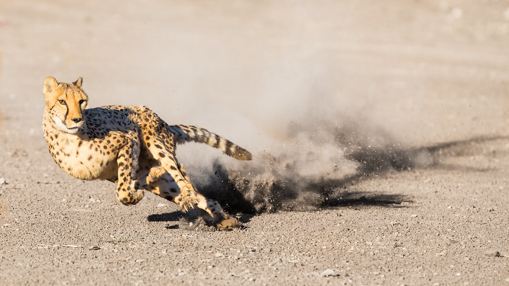 Cheetah Run | Cheetah run event at the Animal Ark | Tim Miley | Flickr