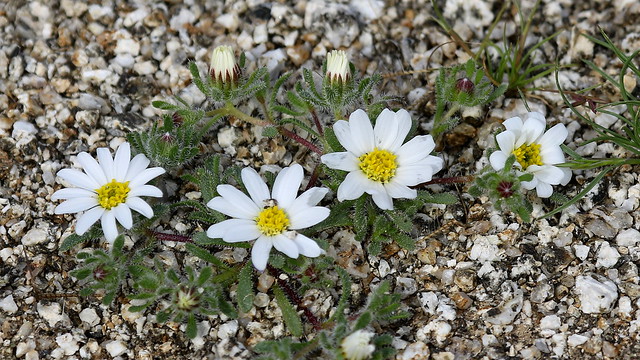 Desert Star (Monoptilon bellioides)2, Glorieta Canyon, Borrego Springs, CA, 3-4-17