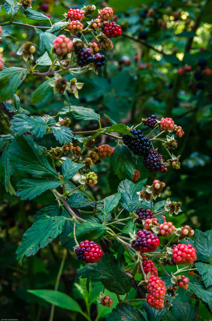 Black Raspberries | Western North Carolina | Jeff Anderson | Flickr