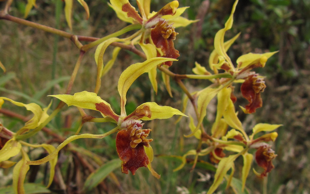 Endemic Odontoglossum (Cyrtochilum) cf. weirii orchid 1 - Chingaza, E Andes