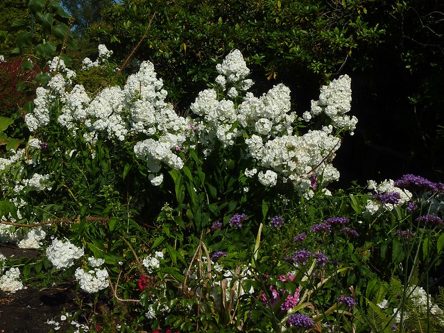 Blumen-Gartenanlage, Hoher Stauden-Phlox (Phlox paniculata); Vancouver, Stanley Park (84)