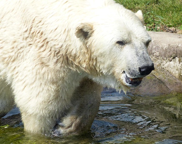 FANNY the oldest Polar Bear in Germany