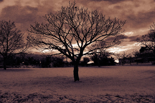 paisagem pôrdosol neve árvore pretoebranco sépia