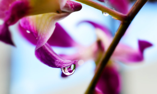 flowers orchid macro reflection nature minnesota photography nikon waterdrop purple bokeh refraction chanhassen minnesotalandscapearboretum nikond3100 autoremovedfrom1to5faves