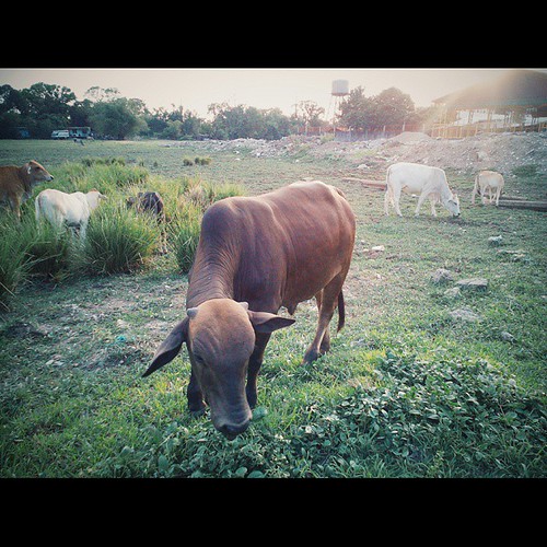 square squareformat iphoneography instagramapp uploaded:by=instagram