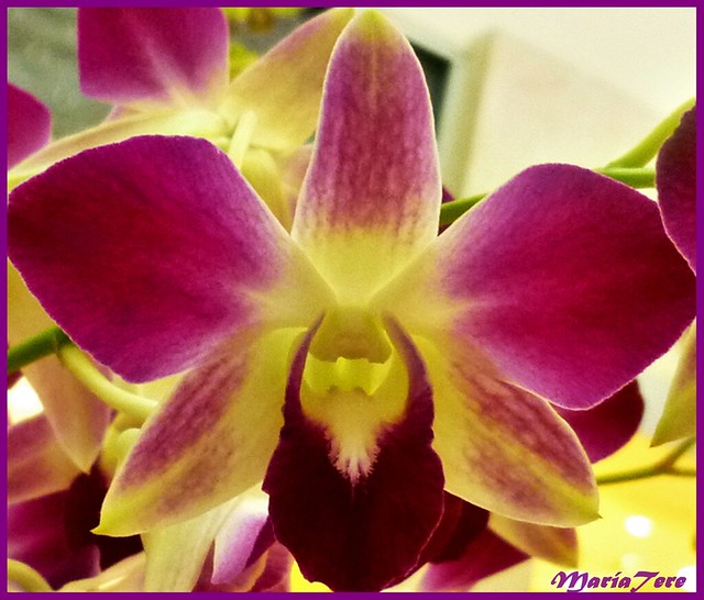 Orquídeas.- Feliz Jueves de Flores...!!  (Explore 18-06-2014)