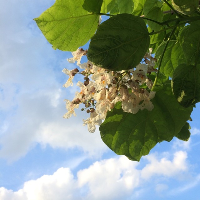 Young catalpa tree blossoms in front of Julian Middle School