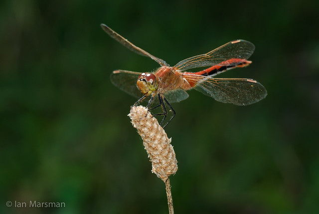 Dragonfly at Holland property