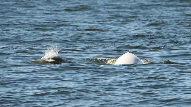 Beluga Whales I