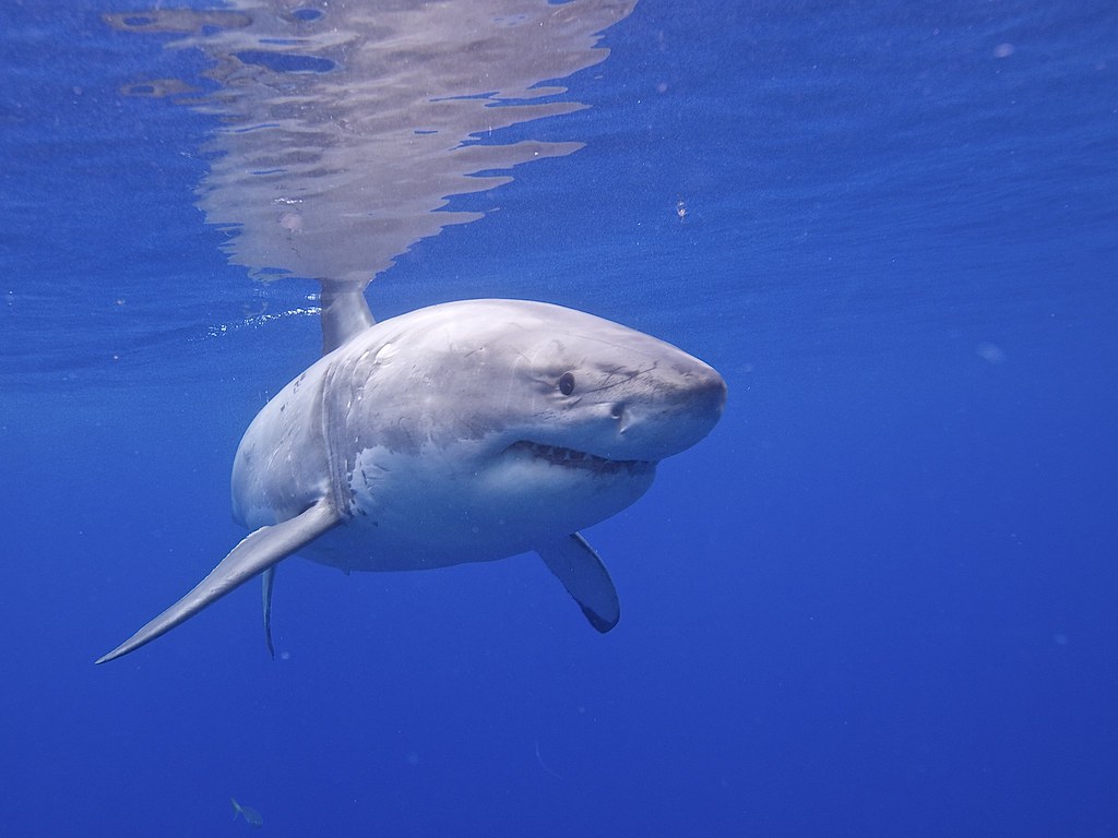 great white shark in the water