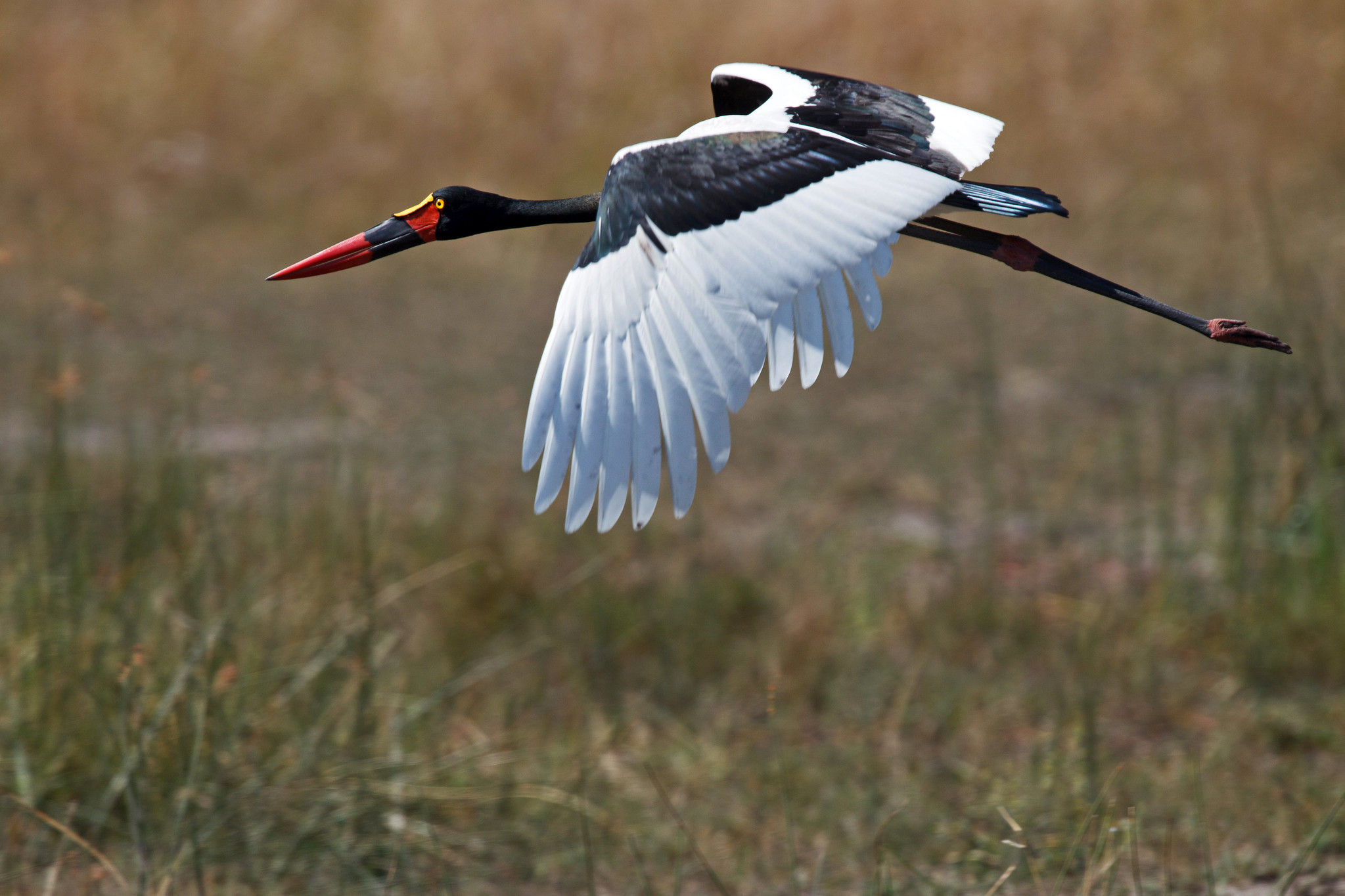 Saddle-billed Stork - Namibia