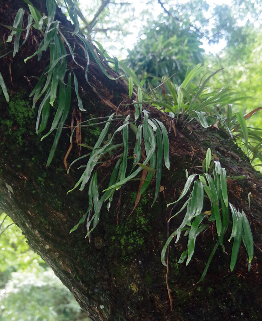 Pyrrosia longifolia, Cairns Botanic Garden, QLD, 26/04/14 | Flickr