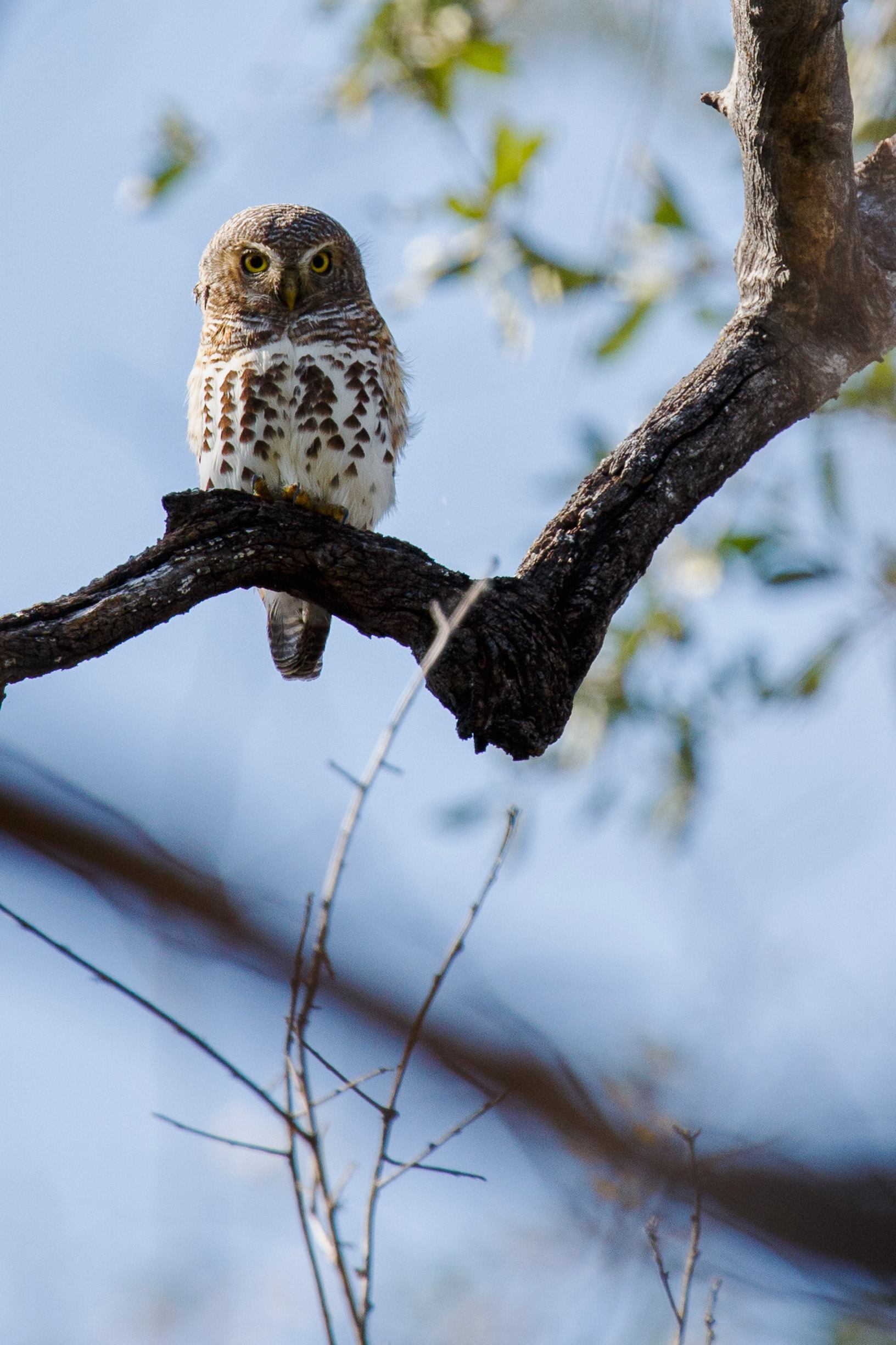 Pearl Spotted Owlet - Botswana