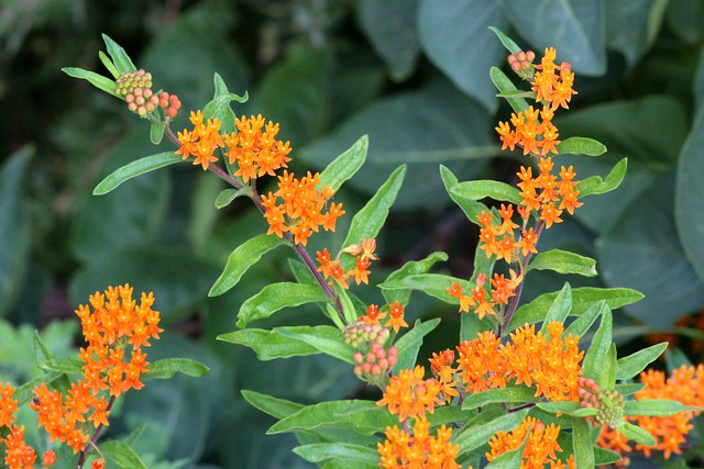 Asclepias tuberosa (Butterfly Weed) - cultivated