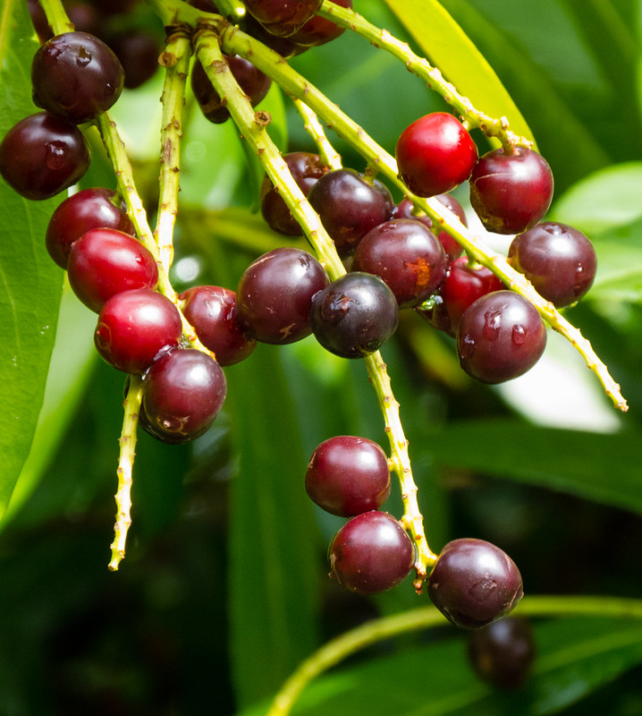 Unripe laurel berries