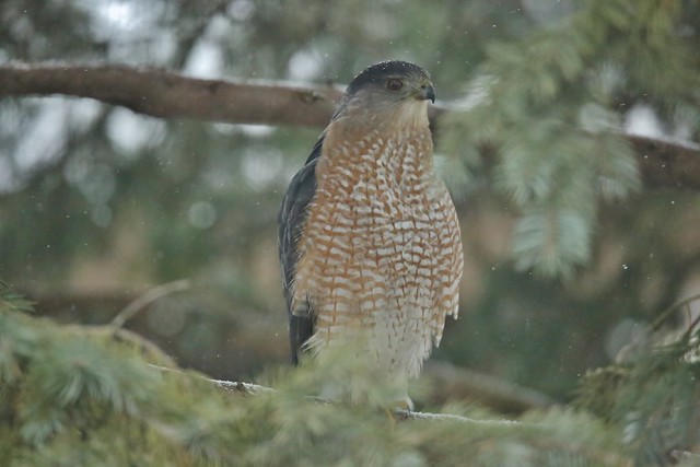 After Debate....Cooper's Hawk It Seems To Be!  (Accipiter cooperii)