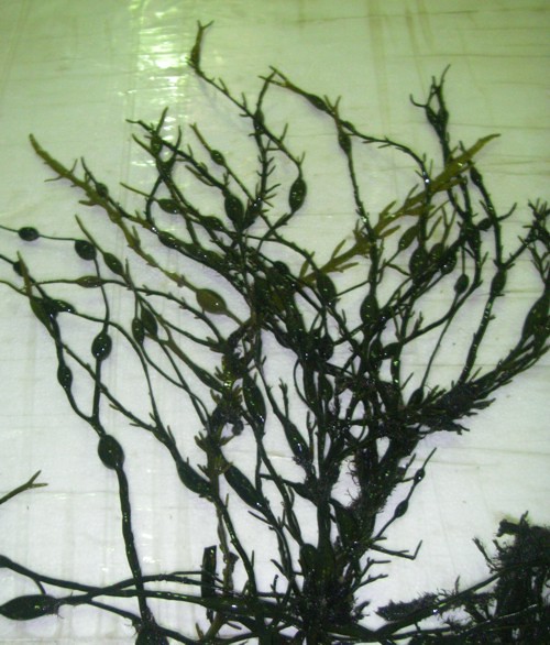 Ascophyllum nodosum 2 (2-7-15 Mercazgz)