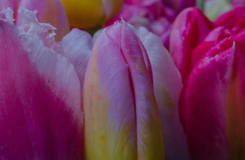 Tulips (2) | by frankmh