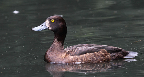 Tuffed Duck F | by williamgeorge92