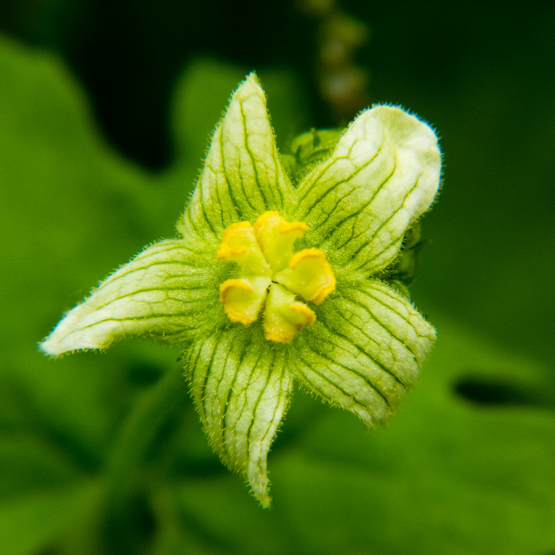 Bryony flower, close-up