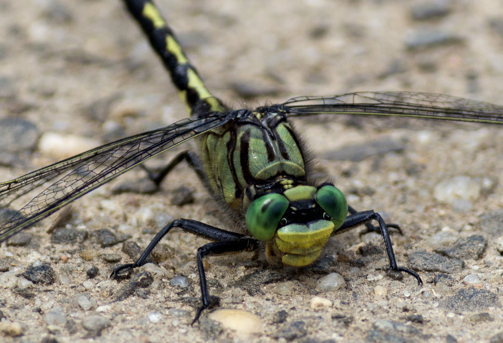 #wildlife #color #bug #dragonfly #insect #nature   #canon #t5i #dslr #700d #camera #shot #beautiful
