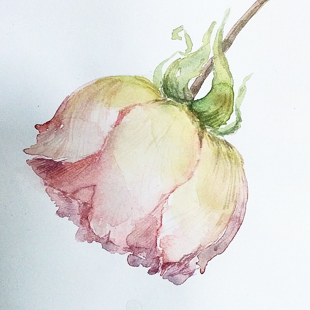 Rose bud, quite a different style of how I usually work since lately I've been playing more with alla prima. #watercolor #artist #art #kaya #roses #rose #painting #flowers #romantic