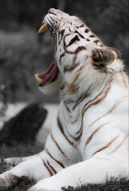 White Tiger Variation5