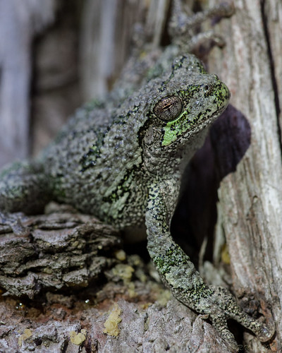 Gray Tree Frog | by rwells1961