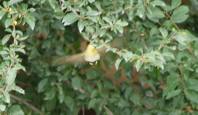 Wood Warbler in flight