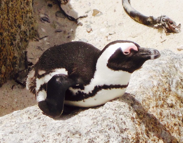Penguin - Boulders Beach, South Africa