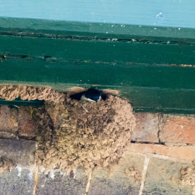 House martin peeping from nest