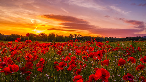 uk sunset red summer england sky beautiful field fuji lee poppy poppies fujifilm f2 worcestershire filters epic blackstone passionate 18mm xseries bewdley beautyinnature ndgrad xt1