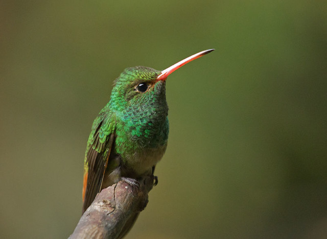 Rufous-tailed Hummingbird