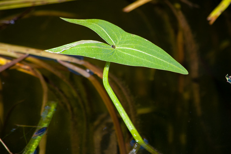 Arrowhead leaf