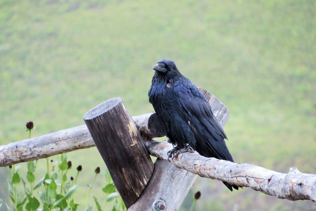 Raven at Dunraven