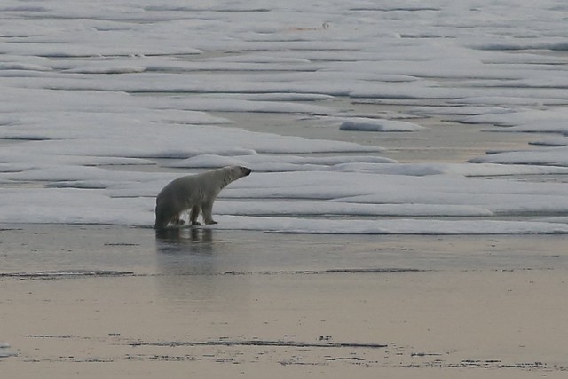 Large Adult Male Polar Ice Floes Lancaster Sound Devon Island Canada Arctic
