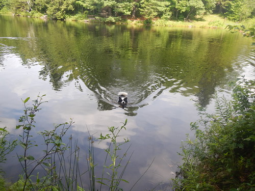 Swimming with stick by Lisa G Richards, 