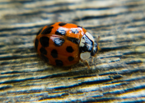 Orange/black: ladybird