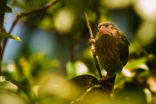 birds sri lanka srilanka asiasociety