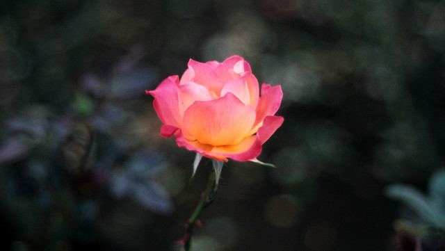 rose 221