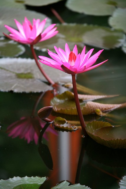 Pink Waterlily Blooms and Lily Pads Sacred Pond Lumbini Birthplace of Buddha Nepal