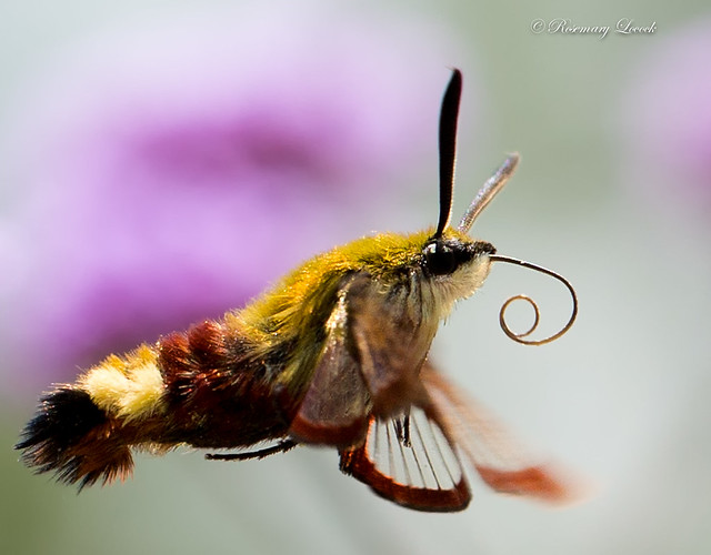 Broad bordered bee hawk moth - France