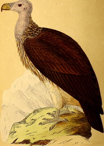 Paternoster