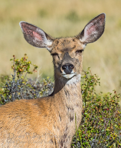 Mule_deer_doe_42 | A mule deer doe (Odocoileus hemionus) app… | Flickr
