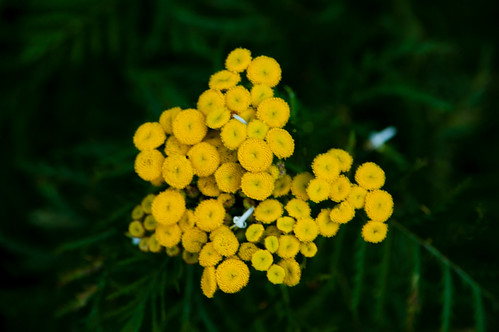 Tansy flowering