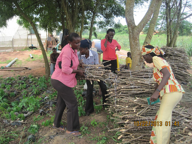 Women farmers get improved cassava stems for multiplication