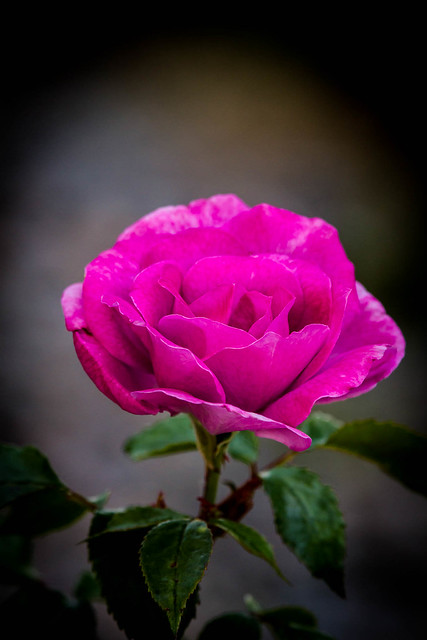 Vignetted Pink Rose