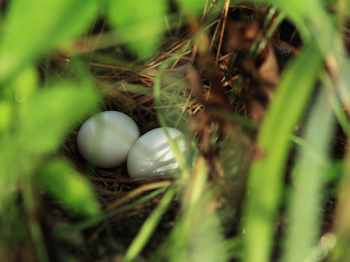 Common Ground-Dove nest 20140817
