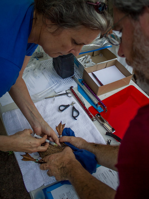 Injecting Vaccine in Laysan Duck on Midway Atoll
