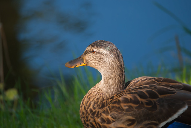 Female Mallard duck,seen on the Leeds Liverpool canal at Barnoldswick Sept.2014